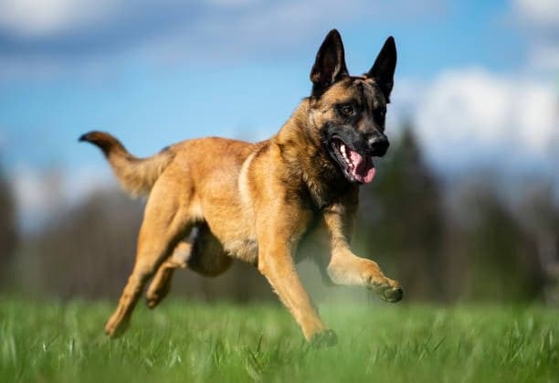 ‘No working animal should ever be treated as an asset’: NSPCA lays charges against Saps officers for animal cruelty