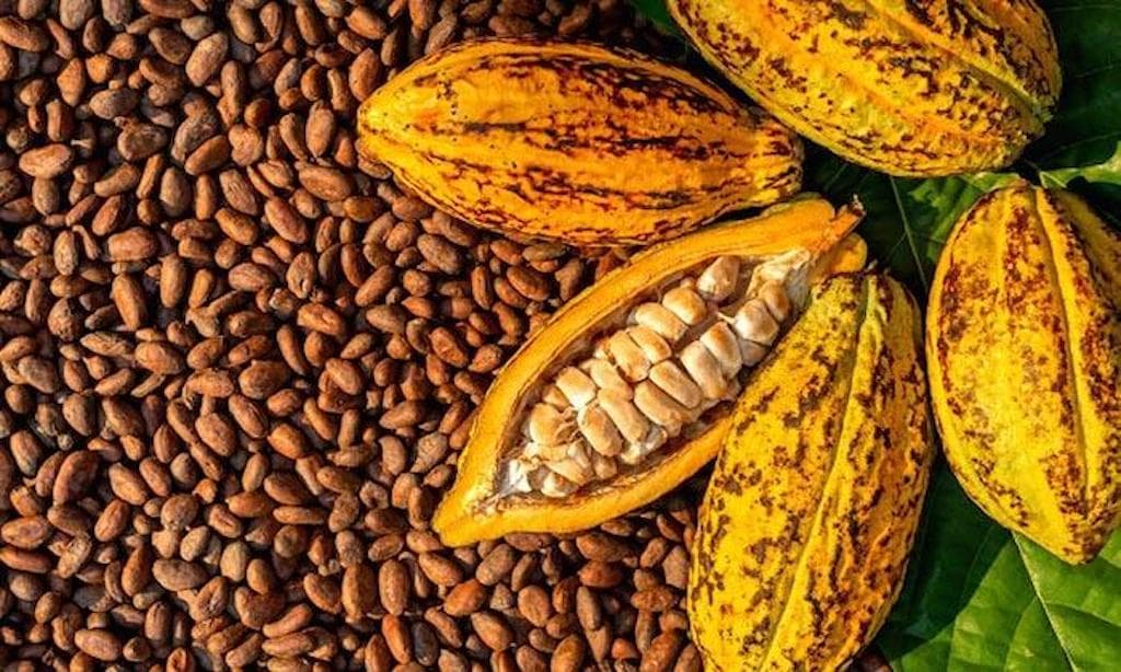 FG advocates local cocoa processing to end raw bean export