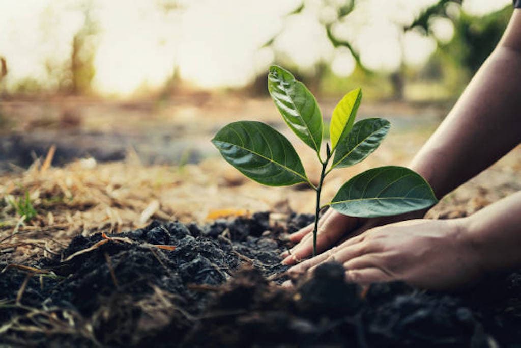Sanwo-Olu urges Lagos residents to plant trees, says state targets 20,000 this year