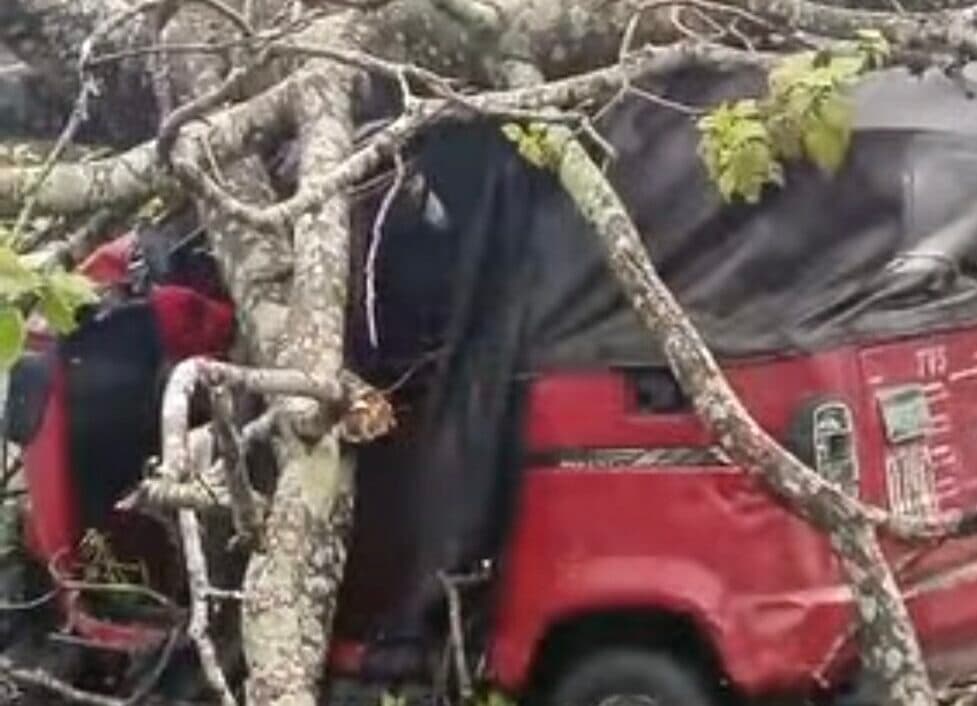 Six weeks after falling tree killed motorcyclist, another crushes vehicles in Uyo