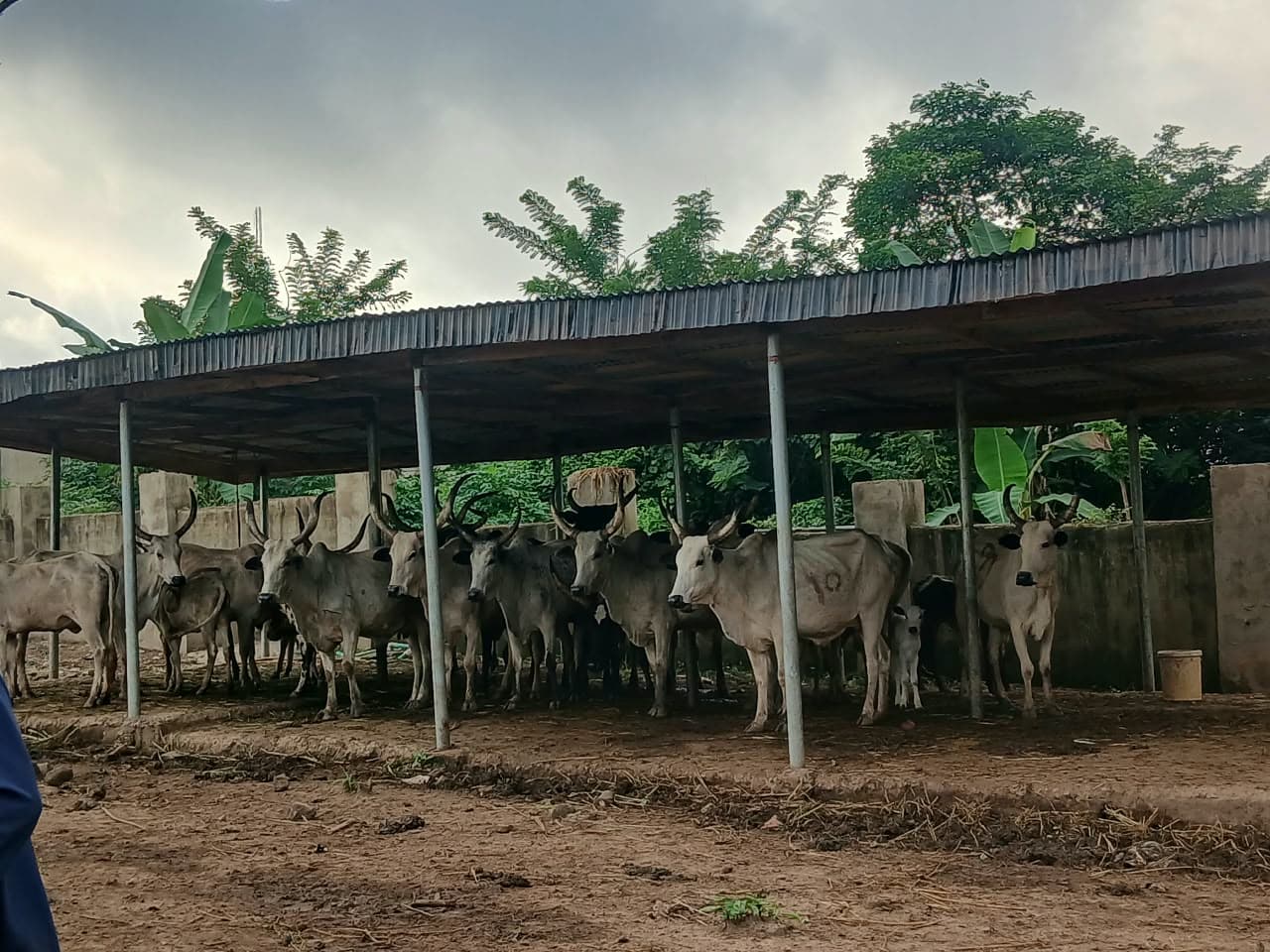 Oyo govt impounds 20 cows operations over open grazing, crop destruction