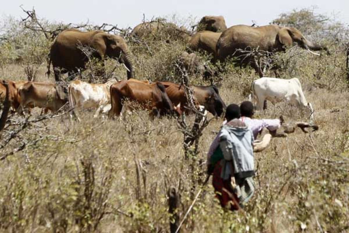 PREMIUM From Baringo to Garissa, herders push back against vanishing rangelands Kenya's 23 Asal counties have faced persistent drought over the past decade, worsened by land degradation. Climate Just now Listen