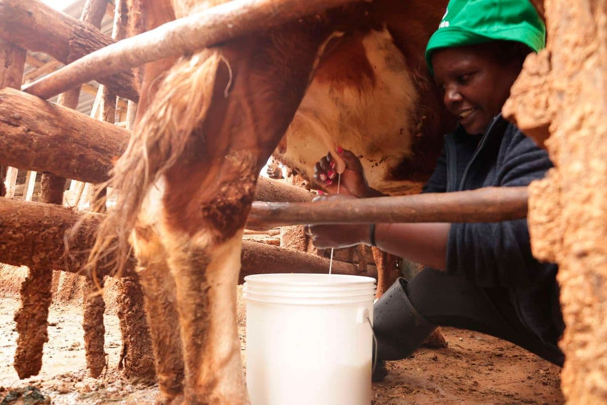 PREMIUM How to detect adulterated milk as unscrupulous traders take advantage of shortage Fears are rife that unscrupulous traders are seeking to plug the gap by adulterating the product. News 20 min ago
