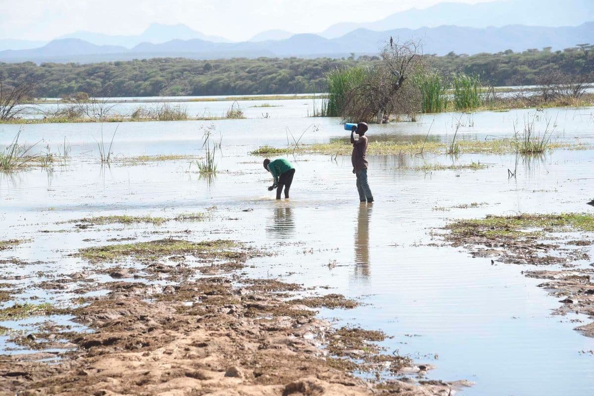 PREMIUM Lake Baringo’s cruel irony: Surrounded by water, families struggle to put food on the table Banditry and livestock theft have compounded the effects of flooding. Baringo 20 min ago