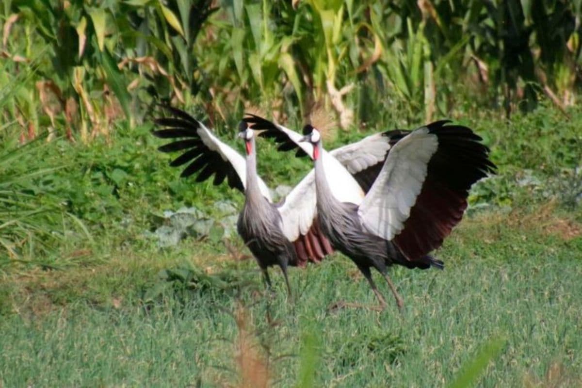 PREMIUM Stop poisoning cranes, conservationist urges farmers as wetlands shrink Habitat destruction forcing Grey Crowned Cranes to abandon natural nesting grounds. Climate Just now Listen