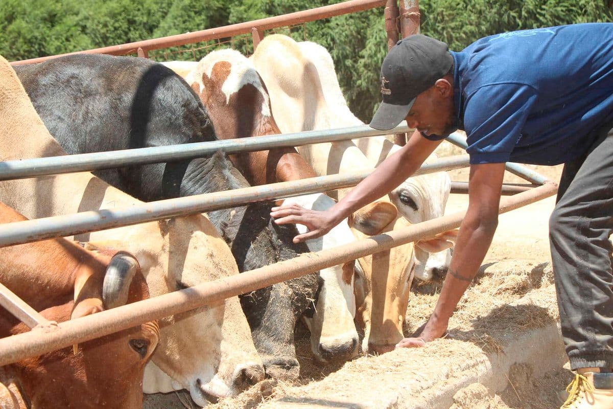 PREMIUM How to produce premium beef through smart farming and data Here is how livestock traceability in Laikipia is reshaping Kenya’s meat industry. Seeds of Gold Just now Listen