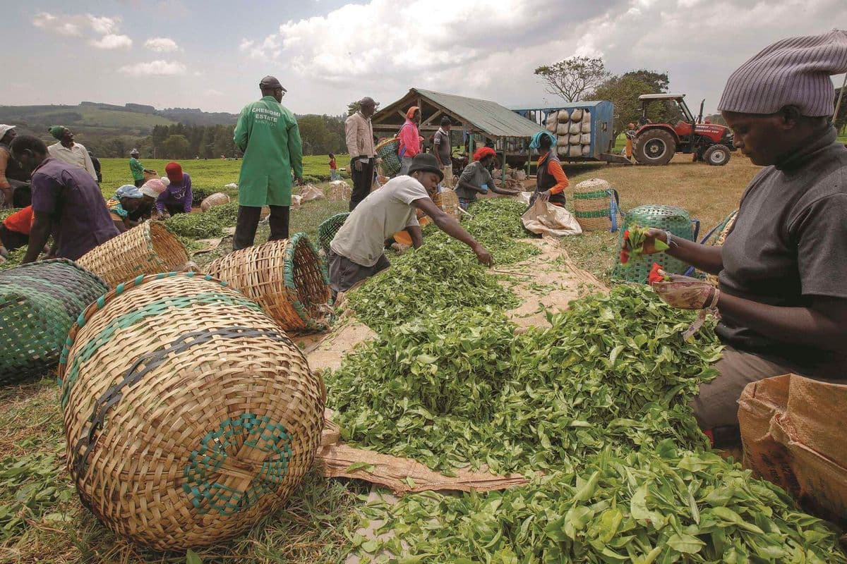 Logging claims deepen Nandi tea land dispute as KFS seizes tractors Long-running dispute over 350-acre tea farm in Nandi County takes a new turn. Nandi 28 min ago