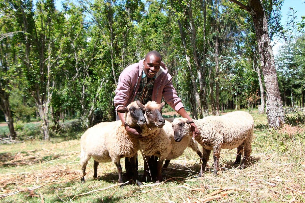 PREMIUM Retired teacher turns Hampshire sheep rearing into success From teacher to shepherd: How Patrick Ng’ang’a built a thriving sheep farm in Nakuru. Seeds of Gold Just now