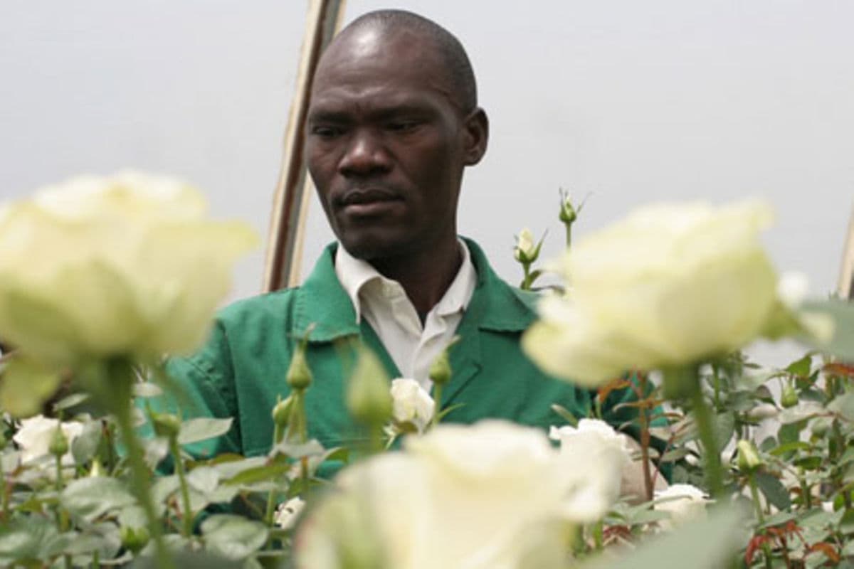 Sh4.5b billion hub to cut horticulture losses, emissions Kenya currently loses up to 40 per cent of agricultural produce due to inadequate cold storage and handling infrastructure Climate Just now