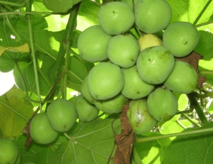 Researchers at KNUST identifies Jatropha oil as high-performance engine lubricant