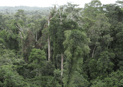 South-South REDD+ workshop opens in Ghana for climate finance readiness