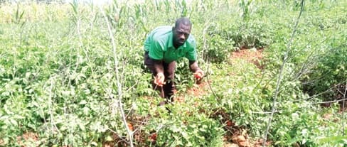 Glut! Farmers count losses as prices crash, customers happy