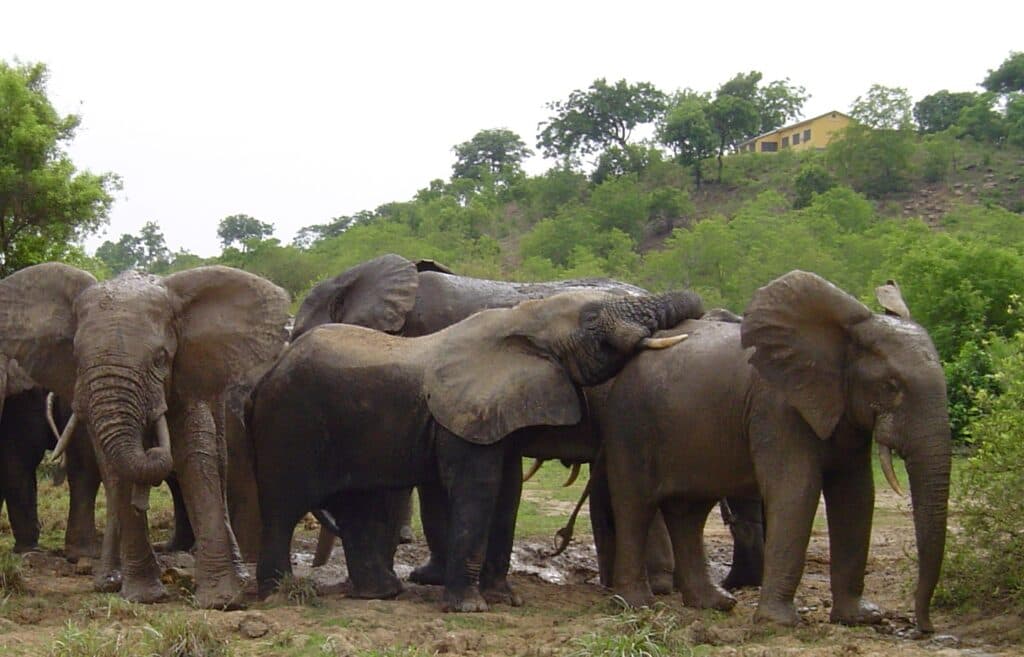 Cyanide in tomato pesticide killed 15 elephants, Kenyan officials suspect