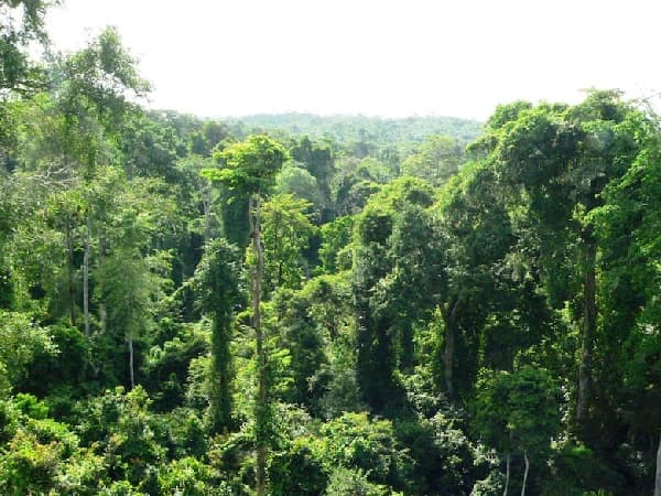 Foresters calls for protection of other urban forests following reversal of Achimota Forest declassification