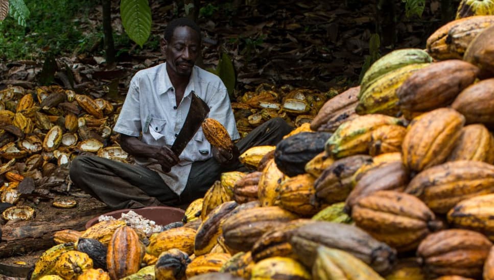 Cocoa Board law lacks clear strategy to attract young farmers and technology – Cocoa Farmers Association