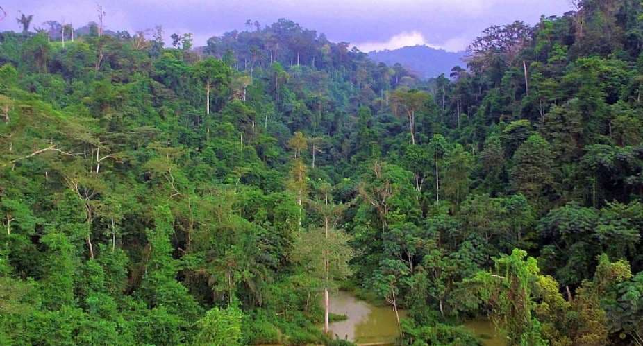 Turn Atewa Forest Reserve into national park to protect it from galamsey – Awula Serwah urges gov’t