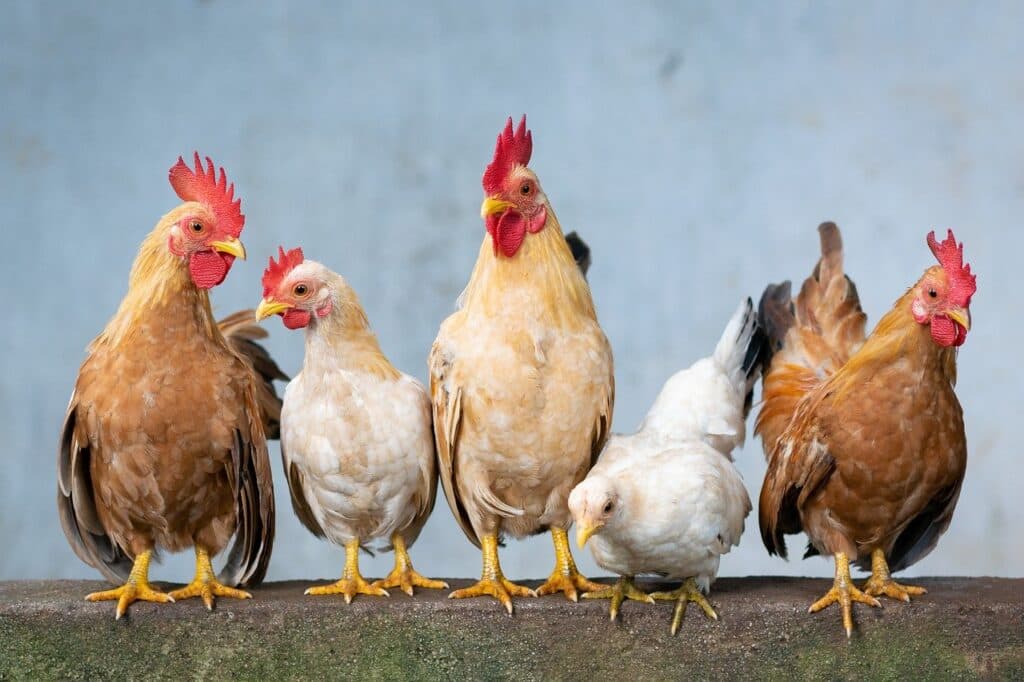 Joy Business and Super Morning Show host high-level roundtable on Ghana’s poultry industry