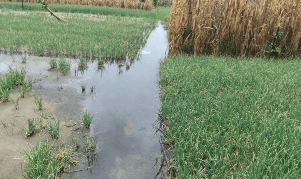 CSIR urges climate-smart farming to reduce flood losses