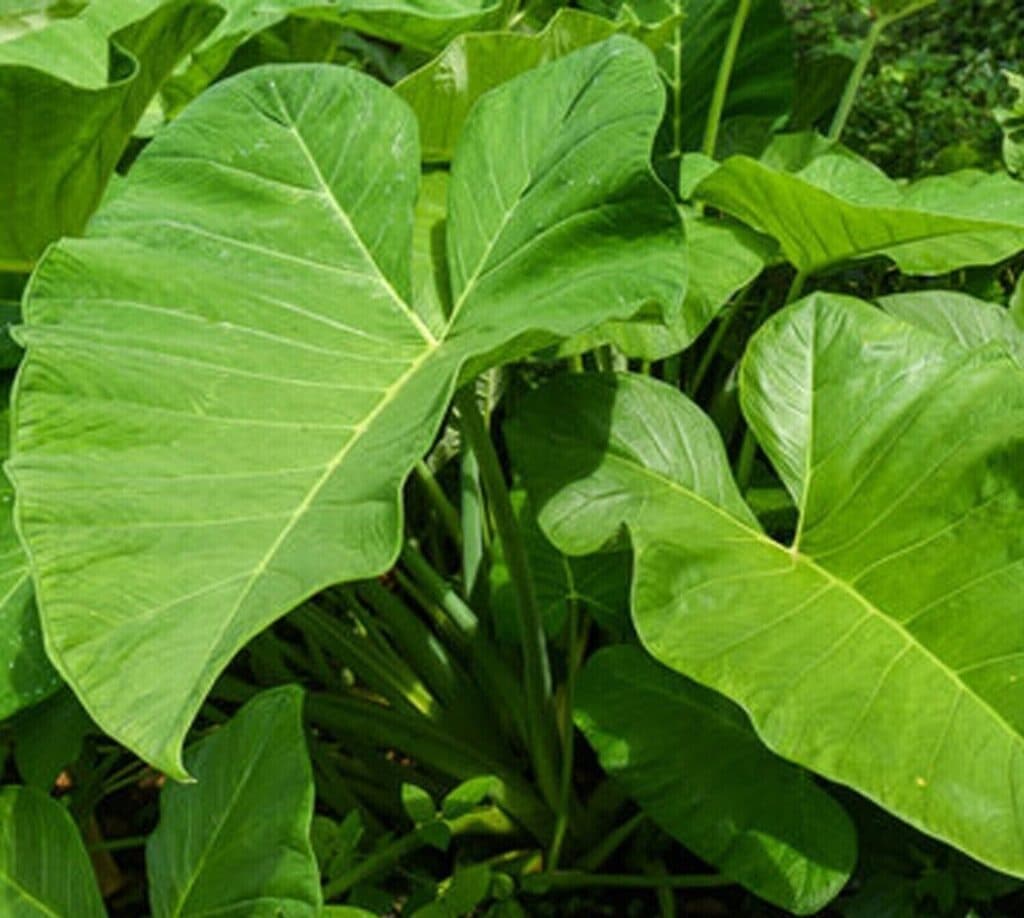 Kontomire has higher nutritional value than spinach, broccoli – Dietician