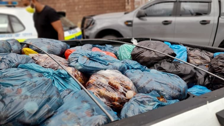 Illegal sale of crayfish along KZN’s South Coast under scrutiny