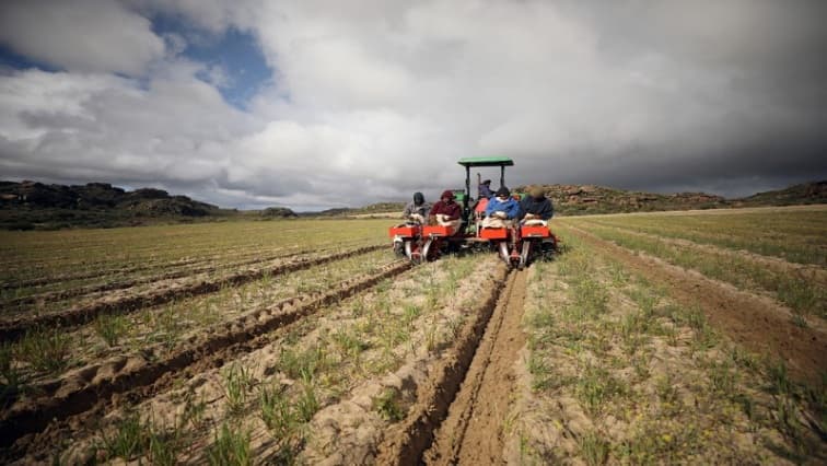 OPINION | Despite risks, agriculture drives SA’s growth and jobs