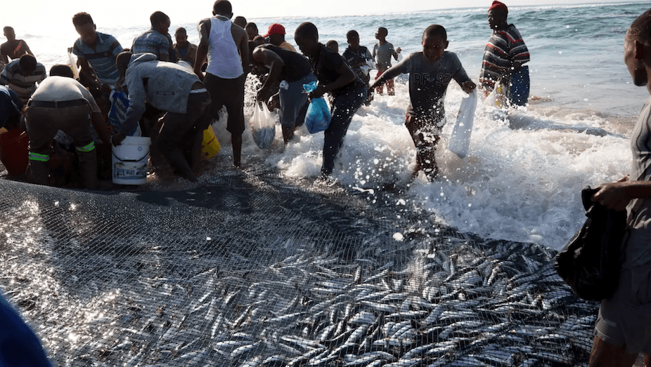 Dead sardines wash up along Western Cape coast, probe under way