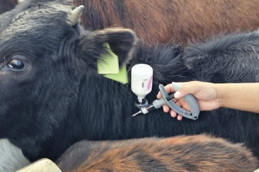 Free State records two new foot-and-mouth disease cases