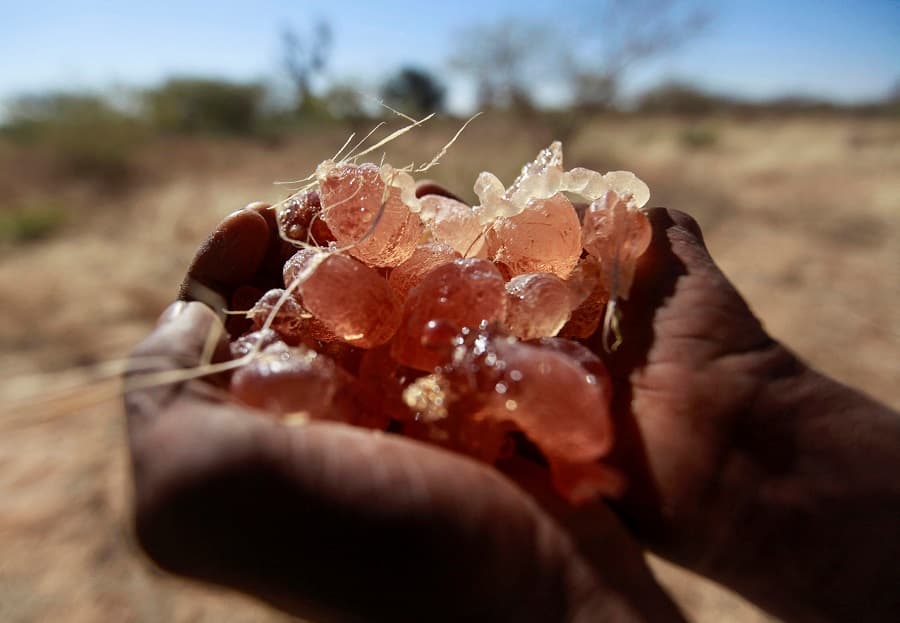 UN warns Sudan gum Arabic trade helps sustain civil war