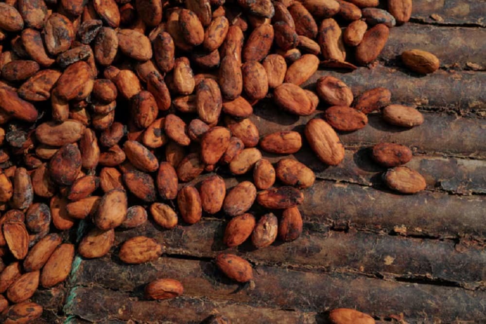 Ghana’s cocoa production is expected to fall 16% next season